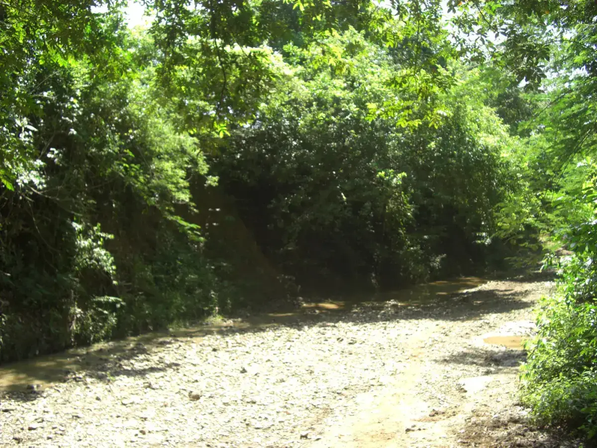 Camino de tierra entre árboles frondosos en San Basilio de Palenque